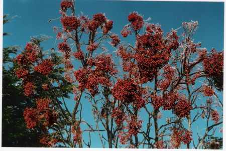 Sorbus insignis